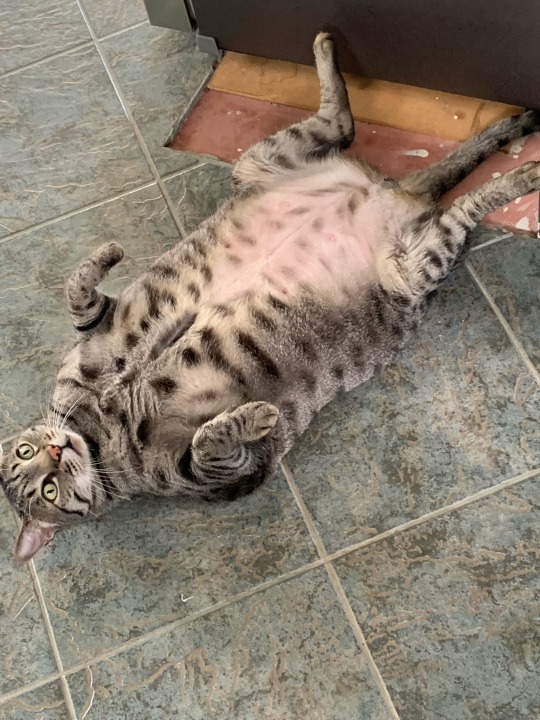 maddxp:Mega cat 