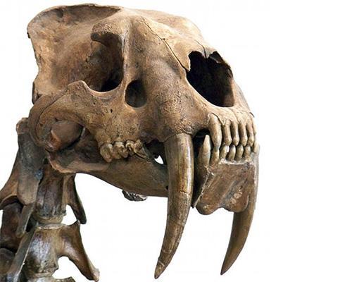 Looking at the epic canine teeth of these once-fearsome cats of Pleistocene lore, you may wonder whether resurrecting saber-toothed cats is a good idea. Nevertheless, they certainly make good candidates. Not only did they go extinct relatively...