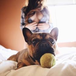 justinpswain:  Chillin with my buddy @archerfrenchie   And also @leannesharp   #justinswainphotography #archerfrenchie #puppy #dog #frenchie #frenchbulldog #babe