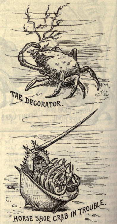 danskjavlarna:From Scribner’s 1877.If you’re in a pinch, here’s a collection of vintage crabs.Wonder