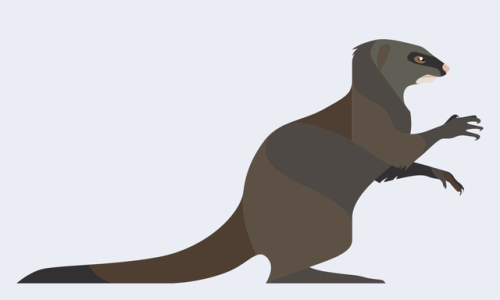 Atilax paludinosus - Marsh Mongoose