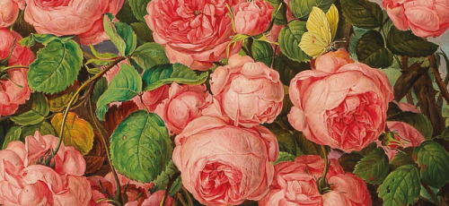 andantegrazioso - Roses still life details | Franz Xaver Gruber...