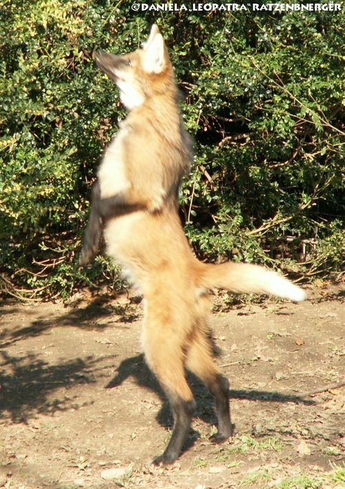 diary-of-a-daddy:  jupiterexe:  vivelagiygas:  I don’t understand why Maned Wolves aren’t more popular on tumblr, I mean look at themThey’re likefoxes on stilts.  they’re absolutely precious and totally fucking ridiculousin every way   this is