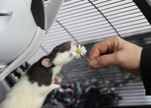 Hello spring <3 The boys got some fresh Daisies today. They loved them! <3 Healthy little snac