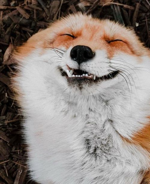 That face Juniper the Fox