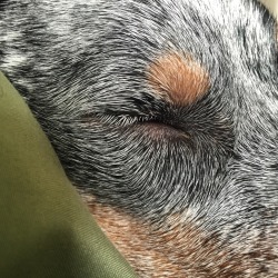 coluring:  when your dog’s face looks like a van gogh painting… 
