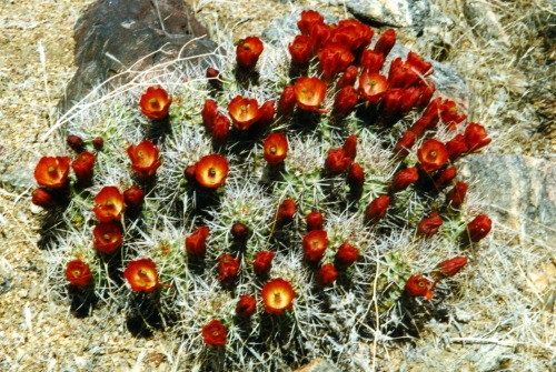 Prickly Pear (Opuntia spp.) in Bloom, Joshua Tree National Monument (now National Park), Winter 1992