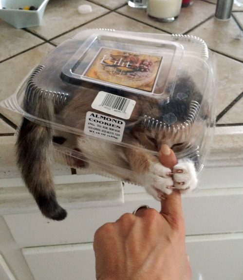 tastefullyoffensive:  Awwmond cookies. [x]