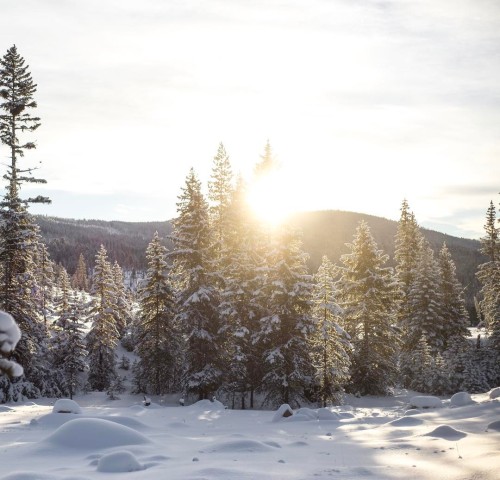 That golden winter light. ☀️ l : IG user heidiheaphy