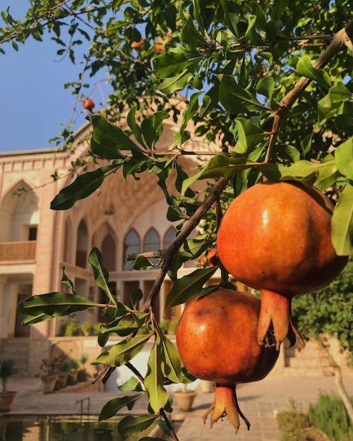 tanyushenka:Kashan, Iran @Alex Reza Shams 