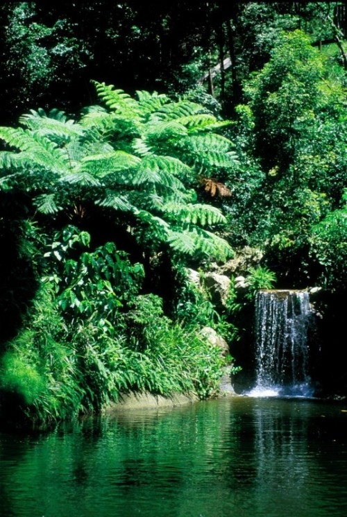 oceaniatropics:  waterfall pool at the base of Cairns Bungy Jumping podium, Queensland, Australia