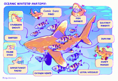 fabula-ultima:After quite a while, I finally managed to adapt these fun shark anatomy illustrations 