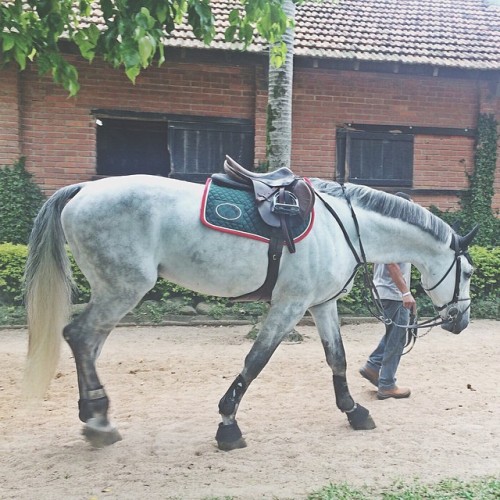 brazilianshowjumper: Ready for the GP