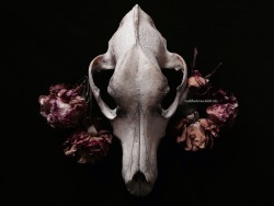 roadkillandcrows:  Skulls and dried flowers.