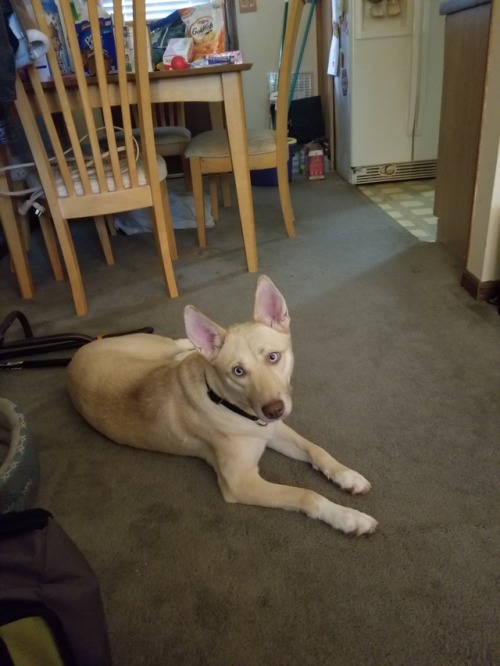 handsomedogs:this is my baby, Derpy! Shes husky/ something we arent sure of, and we got her yesterda