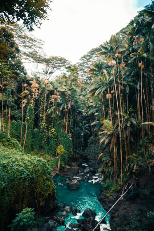 virtuallyinsane:Hawaiian rainforest jungle / Graham Johnson