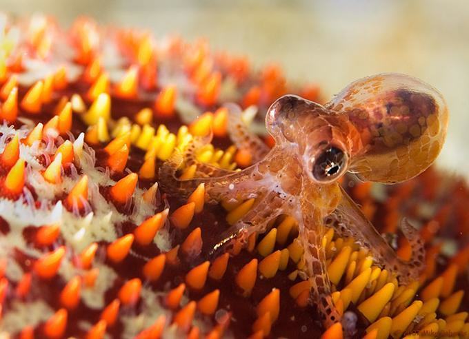 pleatedjeans:  20 Adorable Animal Invertebrates