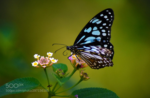 Male Blue Tiger by knpandit2003