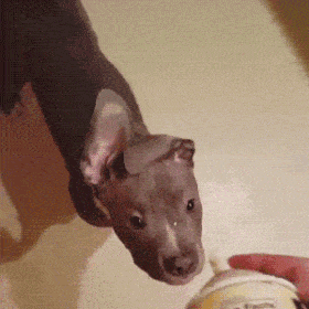 humoristics: Another vicious pitball attack[video]