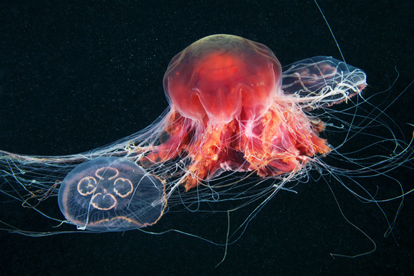 cerceos:  Alexander Semenov  Jellyfish Madness, 2012 Flickr | Website 
