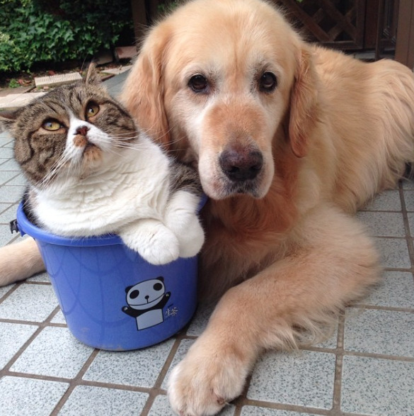 a-greek-goddess:  catsbeaversandducks:  Oliver the Dog and Arashi the Cat: the cutest