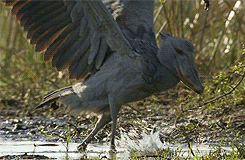 whiny-sugar-glider:   BBC Earth - Africa         Shoebills are awesome.       Dinosaauuurss