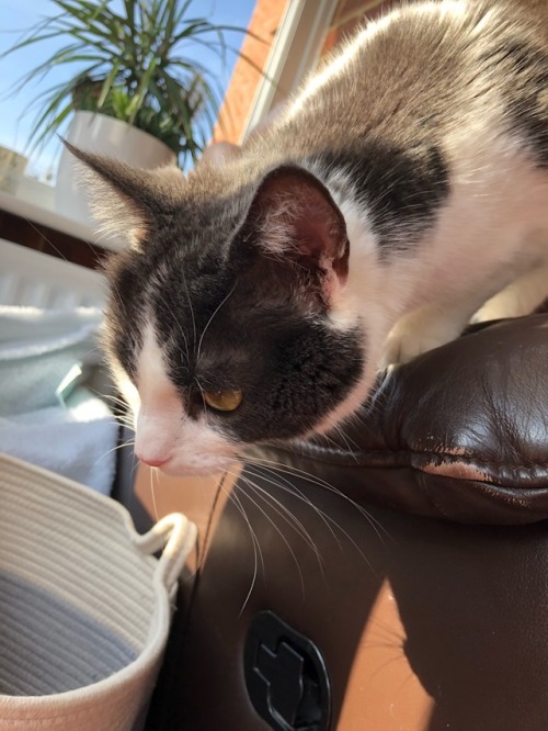 prickle-paws: She has a tropical sun in her eyes
