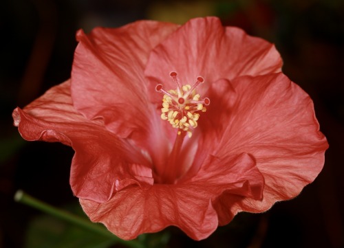 good morning!Easter morning flowers brought to you by MotherNature and the indoor hibiscus plant&hel