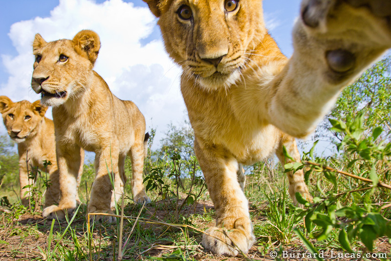  Cub Swipe (by Burrard-Lucas Wildlife Photography) 