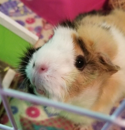 vvulpes: i need to rehome my guinea pig i’m going to be leaving home for college later this month (a