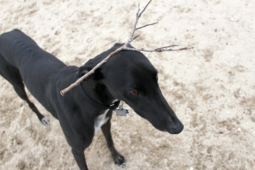 Time Passes, Homes Move, Seasons Change And Muzzles Grey, But The One True Constant Remains That I Will