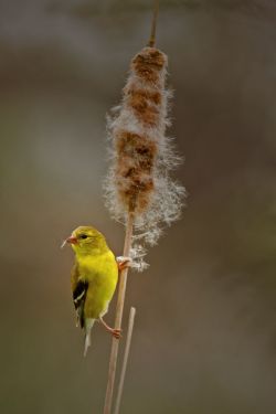 earthlynation:  American Goldfinch. Photo by Bill McCormack 