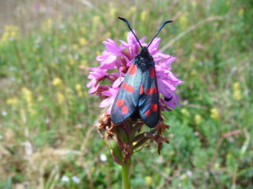 A 6 spot burnet moth on a pyramidal orchid (Anacamptis pyramidalis) - doesn’t he know that red