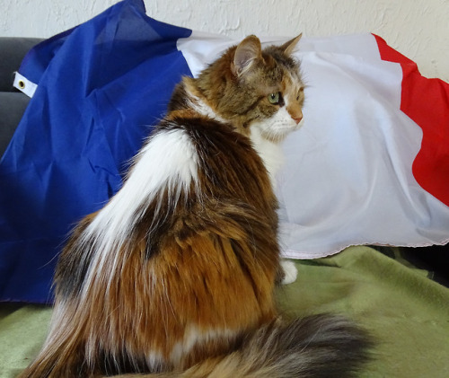 mellorian-j:World Cup 2018:  “Are you done with your foolish games, can I sleep now human