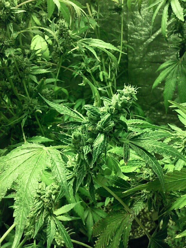 nympho-jellyshock:  Next harvest looks so good. Mmmm..