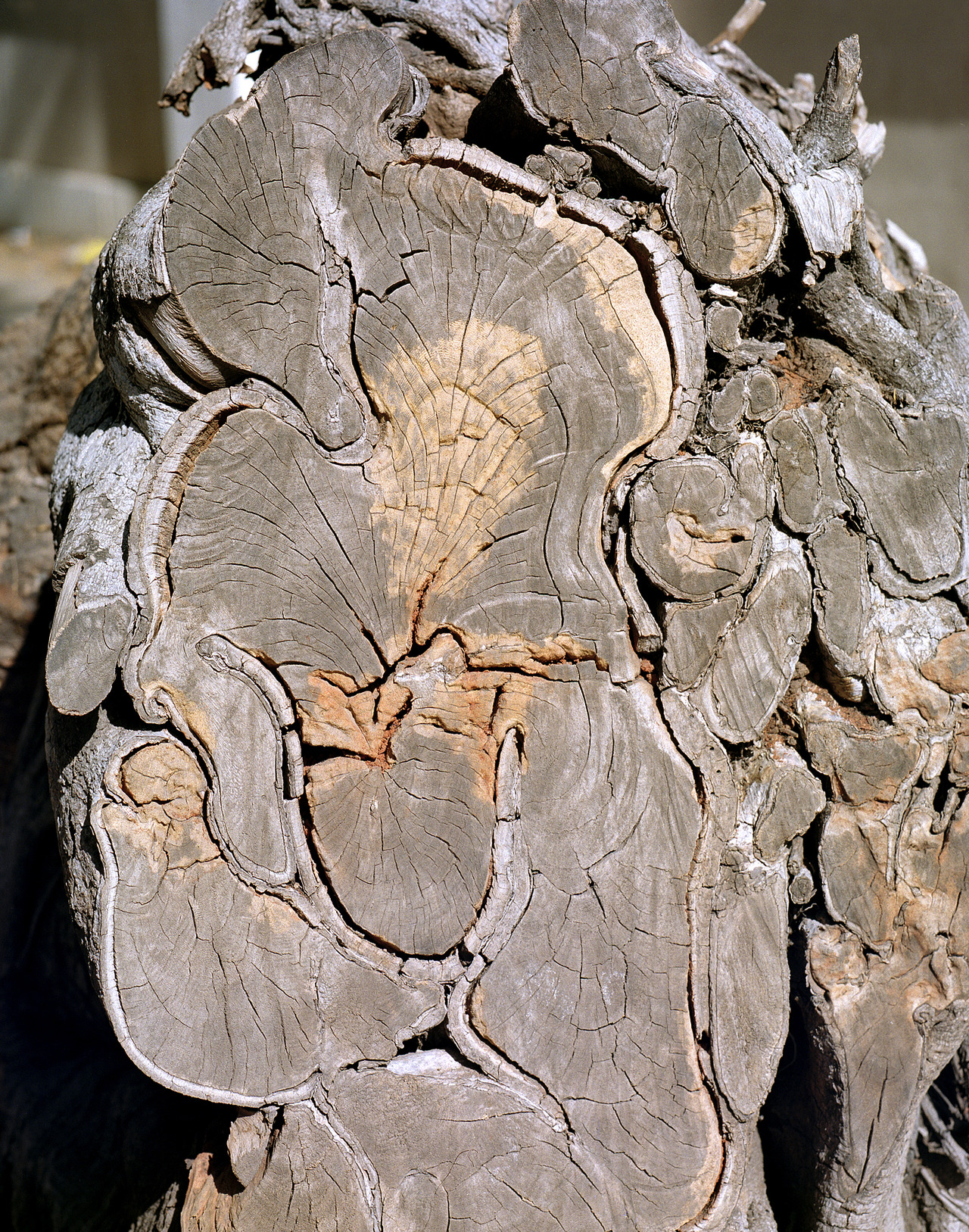 kent-andreasen:  Tree  Maputo 