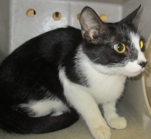 [image description: A black and white cat with yellow eyes, hunched over and sitting down in a kenne