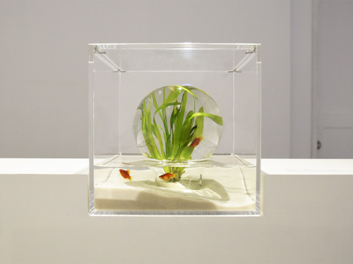 Sex 88floors:  Minimalist Aquariums Filled With pictures