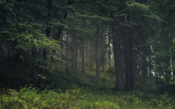 90377:   Old alpine Forest by Jerdess   