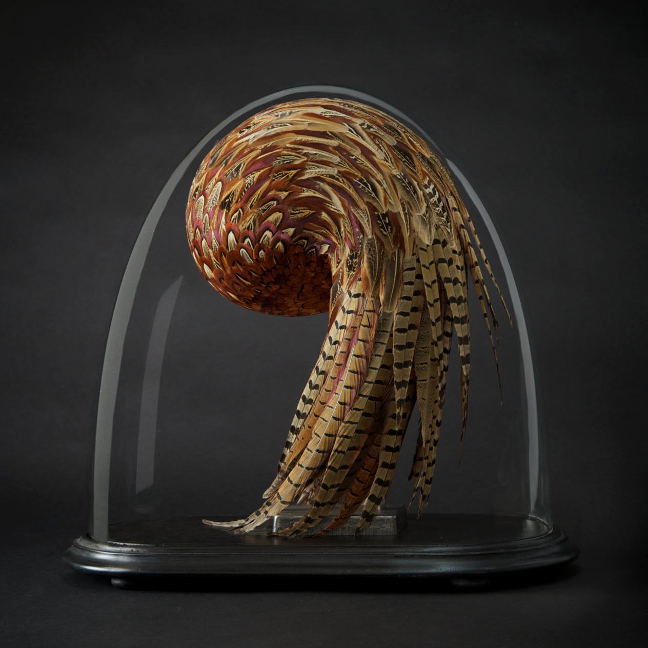 fer1972:  Sculptures made with Feathers by Kate MccGwire