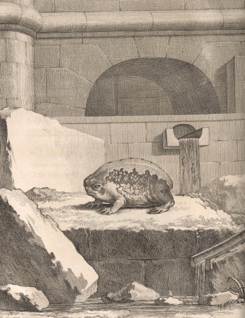 A Cape Rain Frog From Georges Louis Leclerc Buffon's Histoire Naturelle, Generale Et Particuliere T.30
