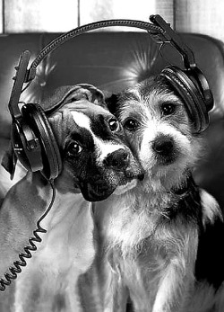 gothamdaddy253-deactivated20230:nakedmusicscore:Well, because dogs rock out too 🤘🎸🎧