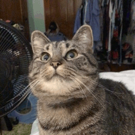 I'm Madly In Love With A CAT???????
