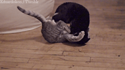 i-justreally-like-cats-okay:  CAT attack!