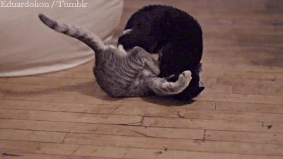 Sex i-justreally-like-cats-okay:  CAT attack! pictures