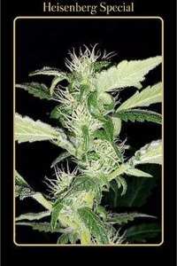 justforrelaxation: cannabis ganja weed marijuana herb pot sativa indica