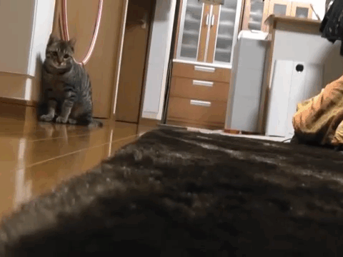 Goalkeeper Cat 