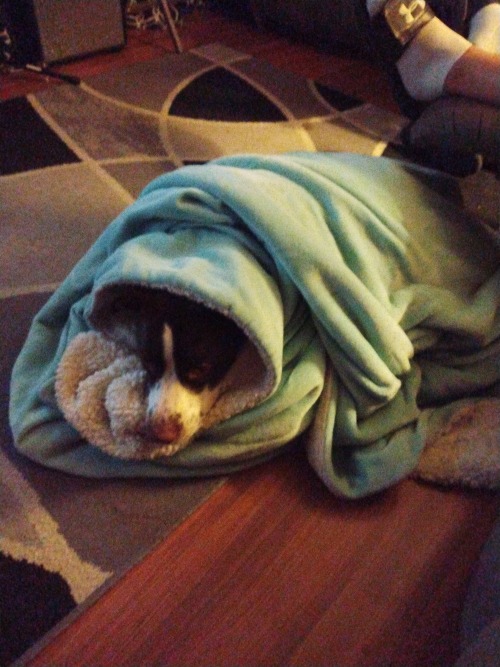 This Is Jigsaw And He Thinks He's A Lap Dog...that's My Blanket Which He Has Claimed As His Favorite