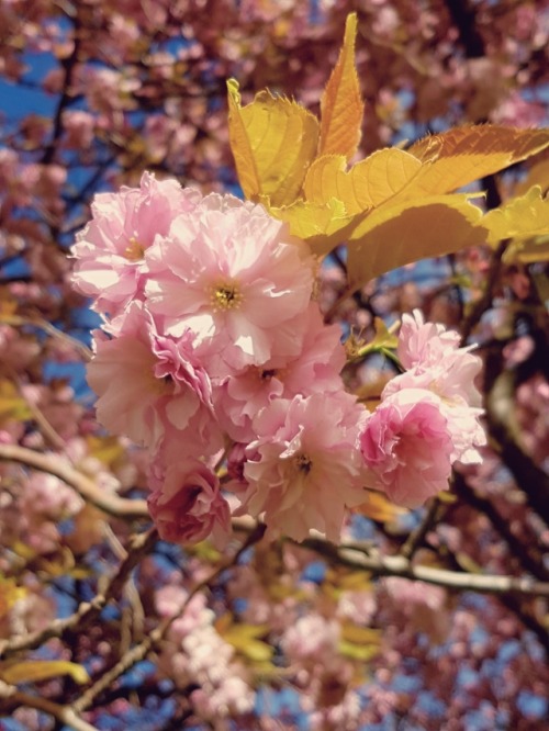 pairedaeza:cherry blossoms and poetry books(ig: @pairedaeza)