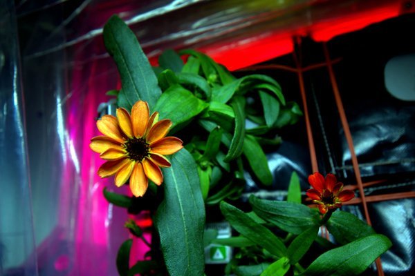 sci-universe:  Remember when I made the post Flowers could be blooming on the International